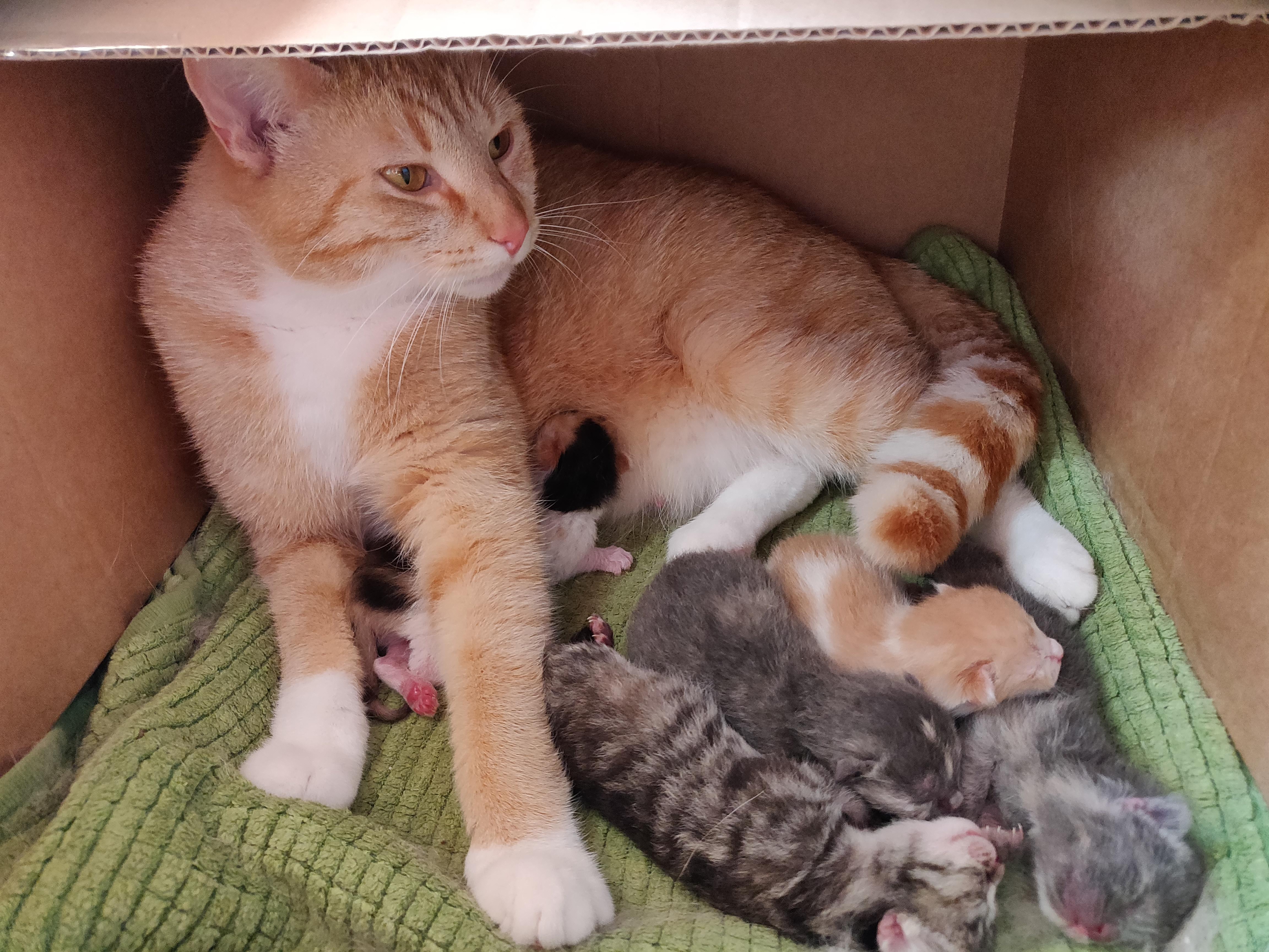 Bitten's kittens