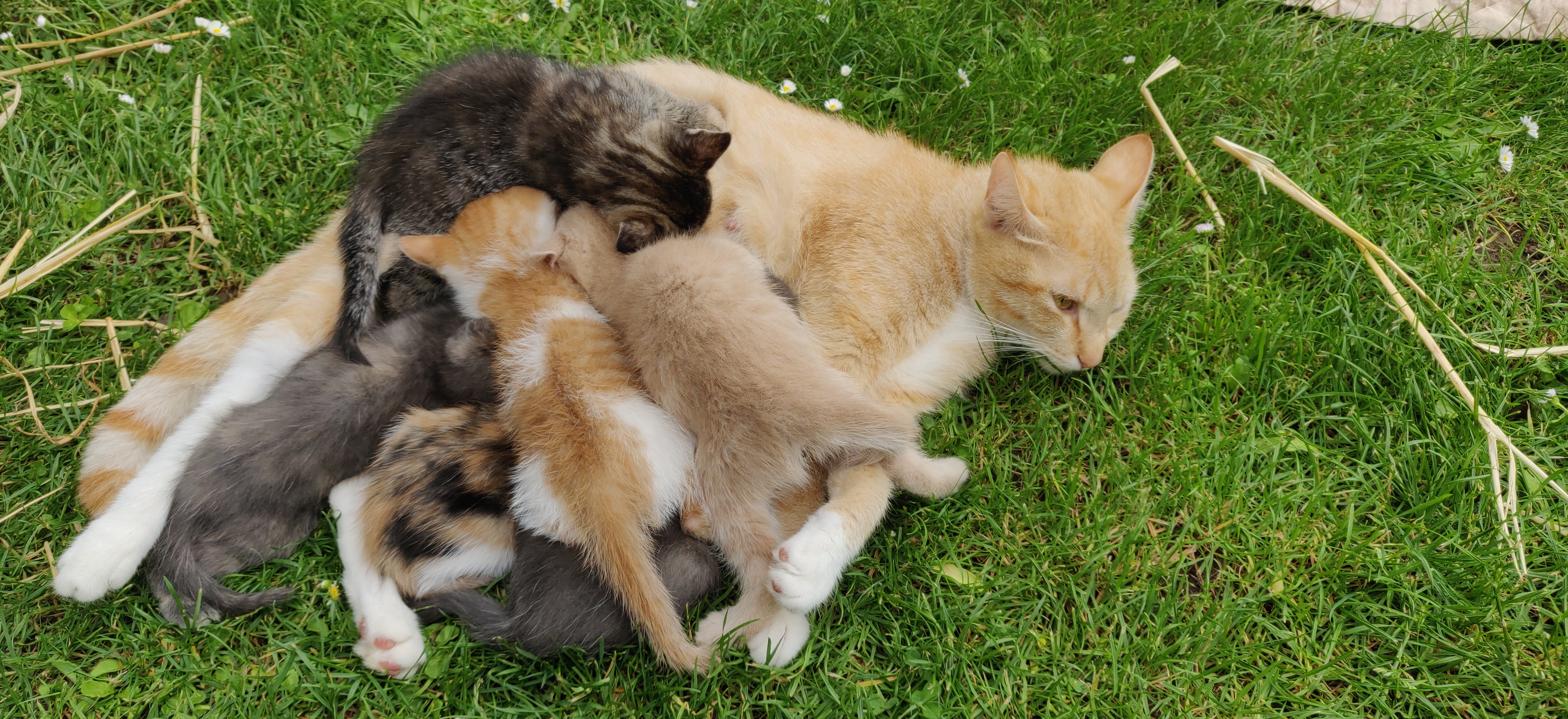 Kittens growing up